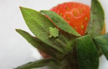 pest strawberry